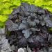 Perene: Heuchera Black Pearl , slika3